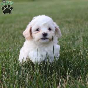 Tanisha, Teddy Bear Puppy